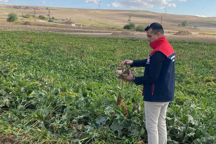 Üreticinin merakla beklediği haber geldi! Şeker pancarı alım fiyatı belli oldu