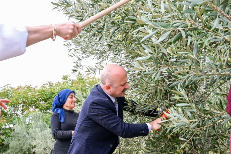 Vali Varol, Kadın Çiftçilerle Zeytin Hasadına Katıldı