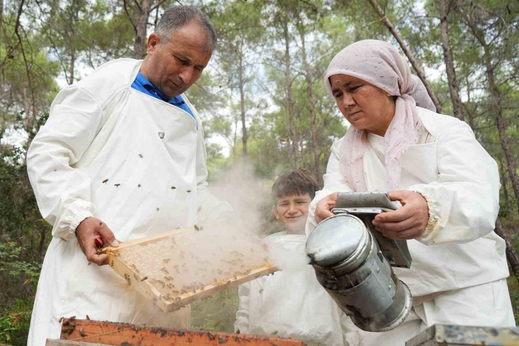 Mersinli arıcılar çam balı hasadına başladı