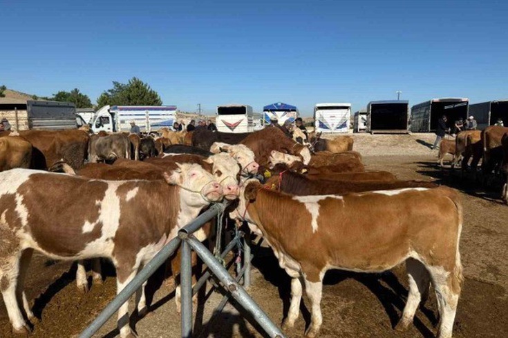 Gündem: Yozgat'ta hayvan pazarları yeniden açıldı: İşte detaylar