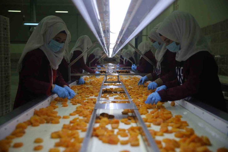 Malatya'da kuru kayısı ihracatı 46 milyon doları geçti