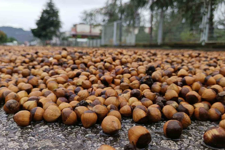 Ordu'da yağış fındık kurutmayı zorlaştırıyor, ürünler çürüme riskiyle karşı karşıya