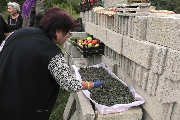 Yozgat'ta doğal menengiç gelir kaynağı oldu