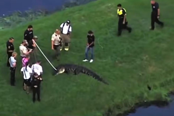 Attacked by an alligator while fishing in the US! The 3.6-meter alligator killed a person