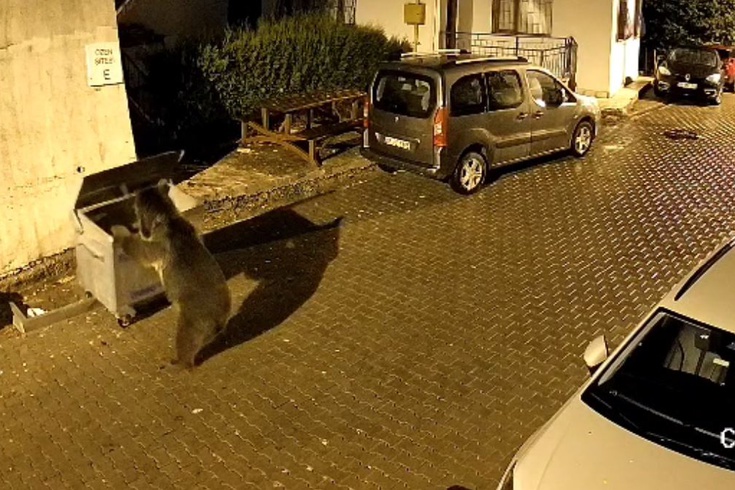 Kızılcahamam'da gece yarısı siteye inen ayı çöp konteynerini yokuş aşağı itti! Park halindeki araçlar zarar gördü