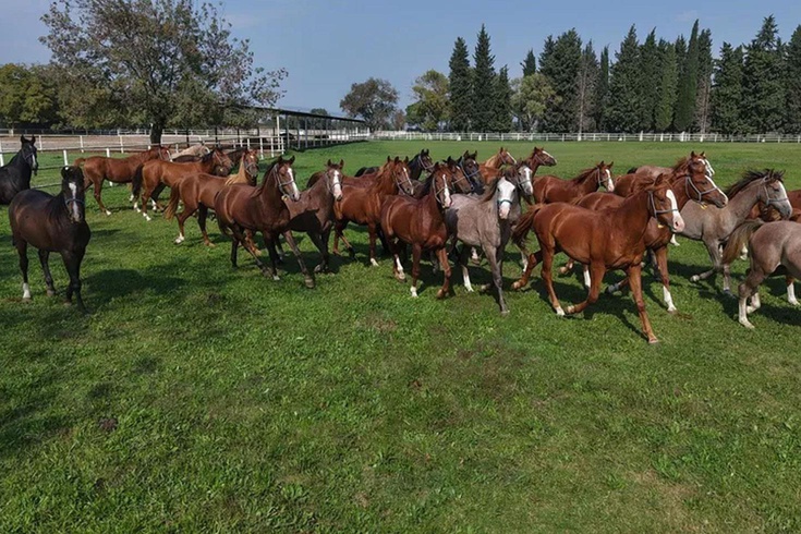 Bursa'da yetiştirilen tay rekor fiyata satıldı