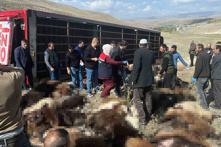 Erzurum Tekman'da hayvan yüklü tır devrildi: 130 küçükbaş telef oldu