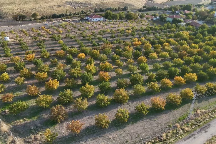 Yozgat'ta ceviz hasadı başladı: Üretici fiyatlardan memnun değil