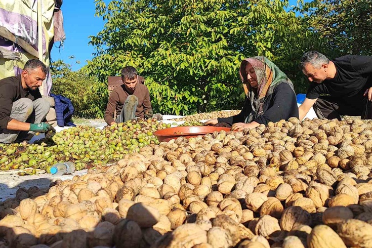 Yozgat'ta ceviz hasadı başladı: Verim yüksek, fiyatlar düşük