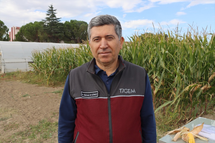 Zeytin pirinasından üretilen yeni nesil gübre Trakya'daki tarlalarda deneniyor