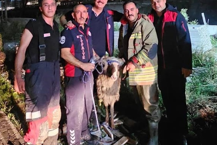 Antakya'da Asi Nehri'ne düşen koyun kurtarıldı