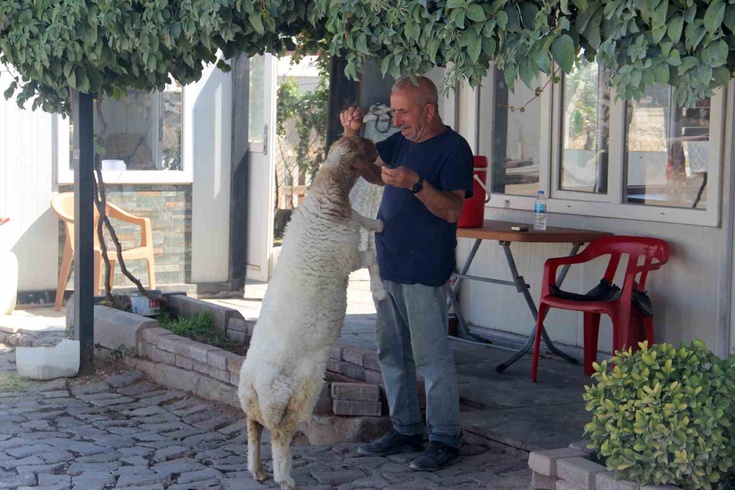 Şanlıurfa'da bekçi kuzusunu evlat edindi