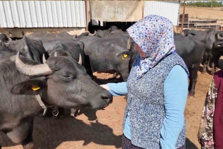 Karacakılavuz'da kadınların manda sütü yolculuğu 5 yıldır sürüyor