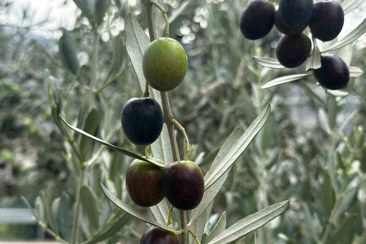 Bursa'da zeytin üretimi 290 bin tona ulaştı