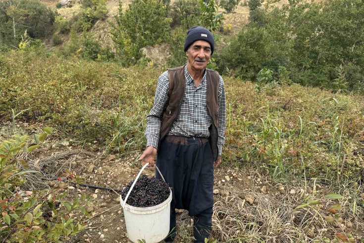 Çüngüş bölgesinde aronya hasadı çalışmaları sürüyor