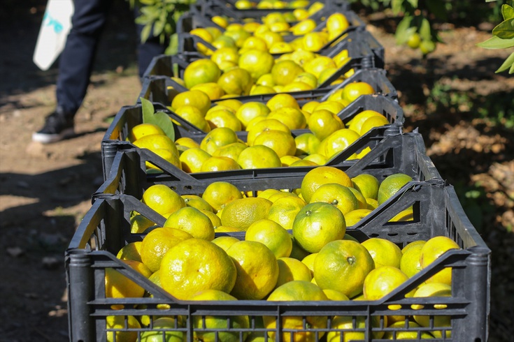 Satsuma mandalina ihracatı İzmir'de start aldı