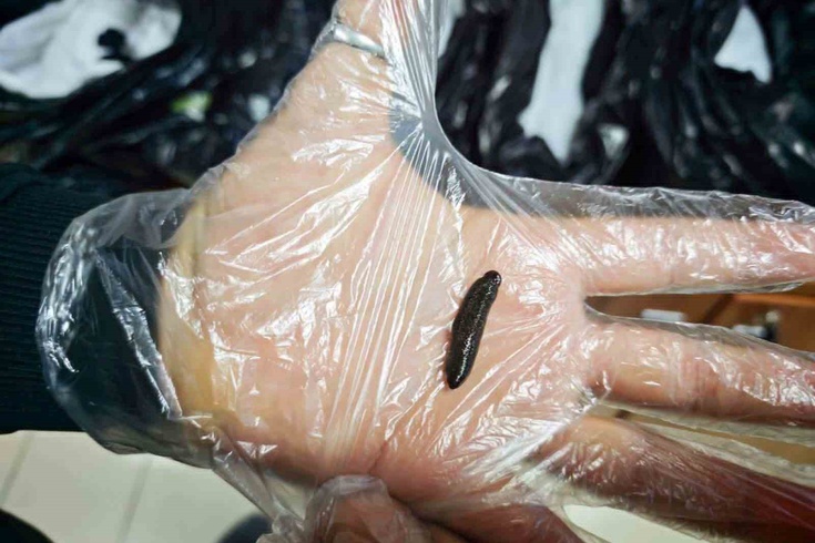Kayseri Havalimanı'nda gümrükte şaşırtan yakalama! 25 bin canlı sülük ele geçirildi