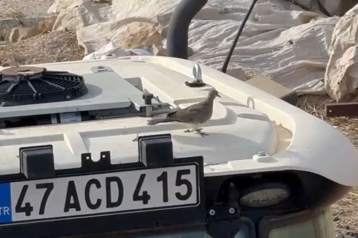 Mardinli çiftçi kumru yuvası korunması için 33 gün bekledi