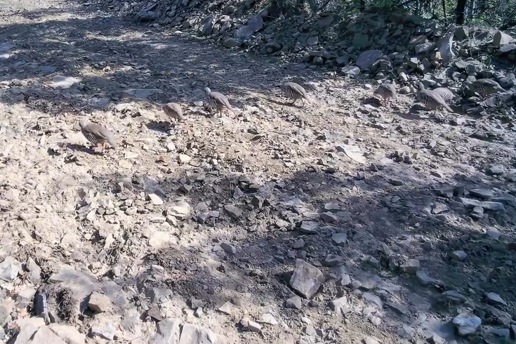 Ganos Dağları'nda keklik sürüsü görüntülendi