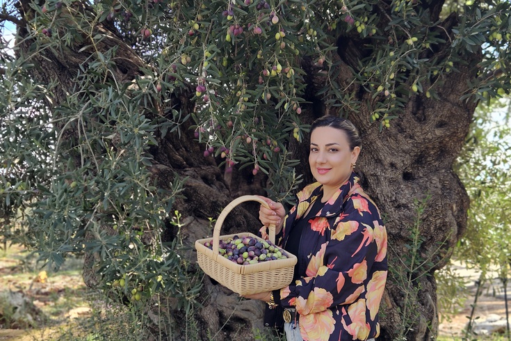 Antalya'daki 1200 Yıllık Zeytin Ağacından 90 Kilo Rekol