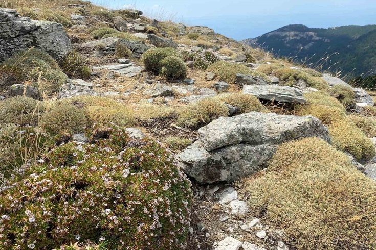 Kaz Dağları'nda yeni böcek türü keşfedildi, adı Anuromyzus acantholimonis oldu