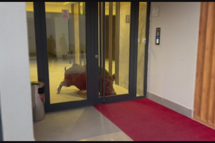 A wild boar that entered a housing complex in Amasya caused panic! The animal trapped in the building was neutralized with a gun.
