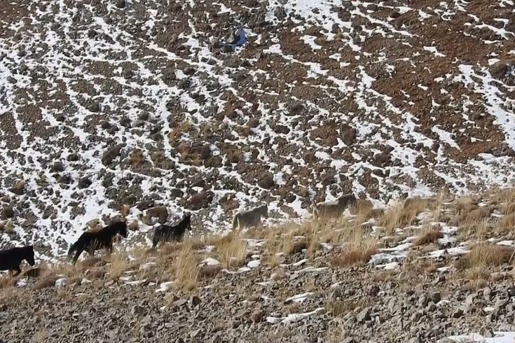 Munzur Dağları'nda Yılkı Atları Görüntülendi