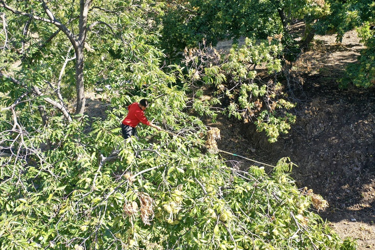 Chestnut harvest has begun in Aydın! Pole harvesters working at heights of 15-20 meters earn 5,000 liras per day.