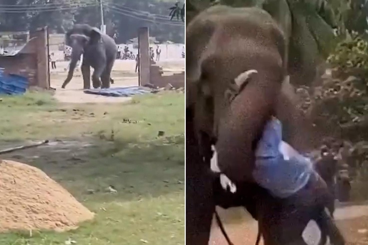 It seriously injured its caretaker and destroyed houses in the village! The crazed elephant was captured in 15 hours.