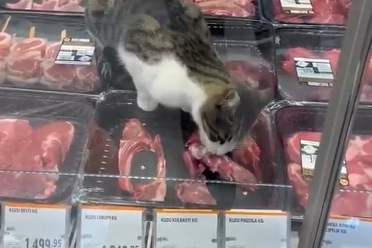 Mudanya'da markete kedi cezası