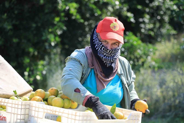 Adana'da mandalina dalında 3 liraya geriledi