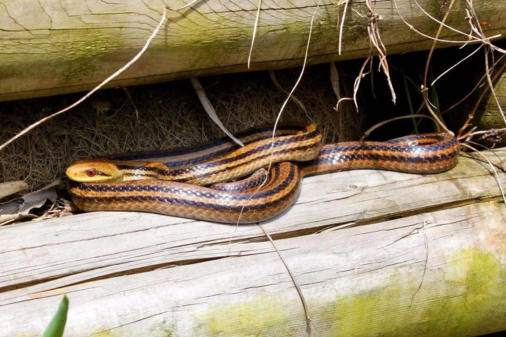 Snake panic on plane! Flight canceled due to 40-centimeter snake
