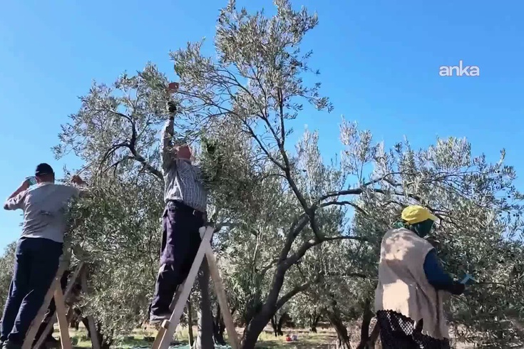 Karacasu'da Zeytin Üreticisi Zararına Satışta