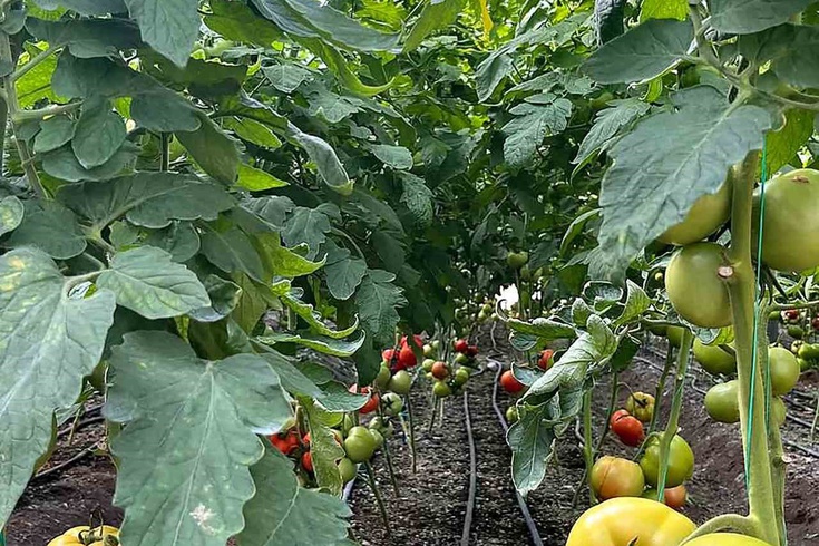 Dalaman'da seralara yönelik kontroller sürdürülüyor
