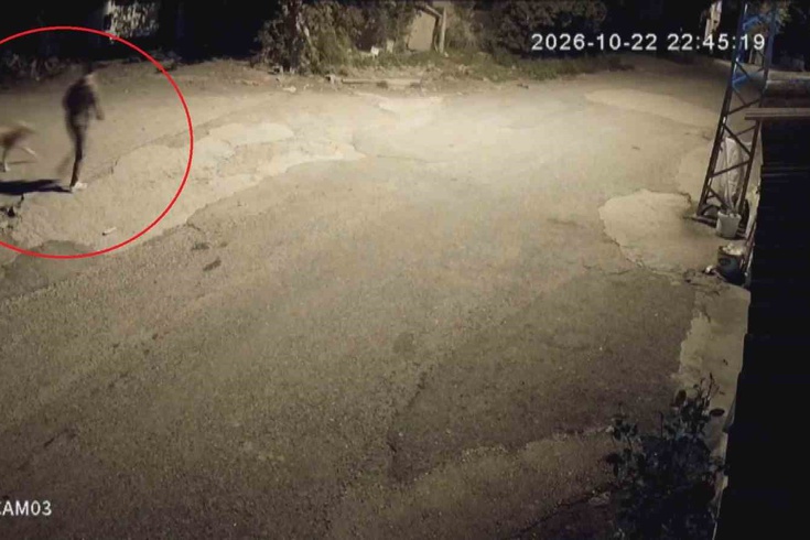 In Hatay, he took the leash out of his pocket, put it on, and led the dog away! This is how the family's dog Tomi was stolen on camera.