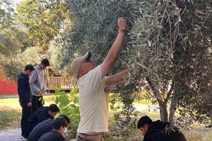 Mersin öğrencileri zeytin toplama etkinliği düzenledi