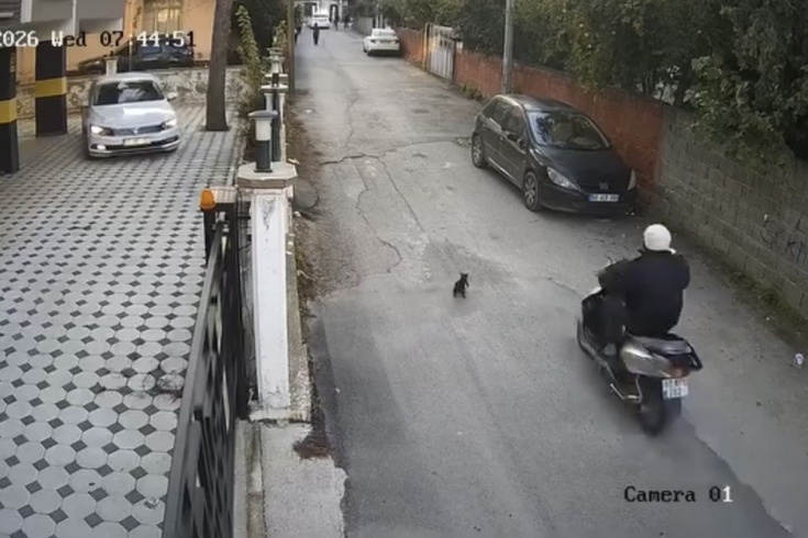 In Osmaniye, a motorcyclist hit a cat and drove off without looking back! The cat was in agony for minutes.