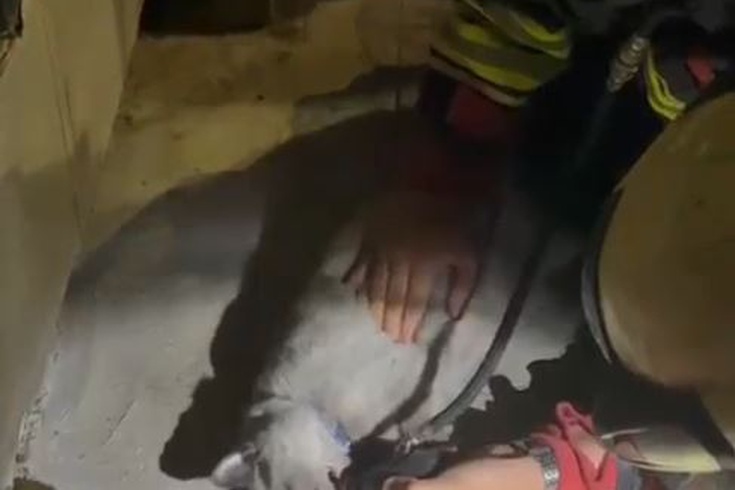 Samsun'da kurtarılan kediye müdahale