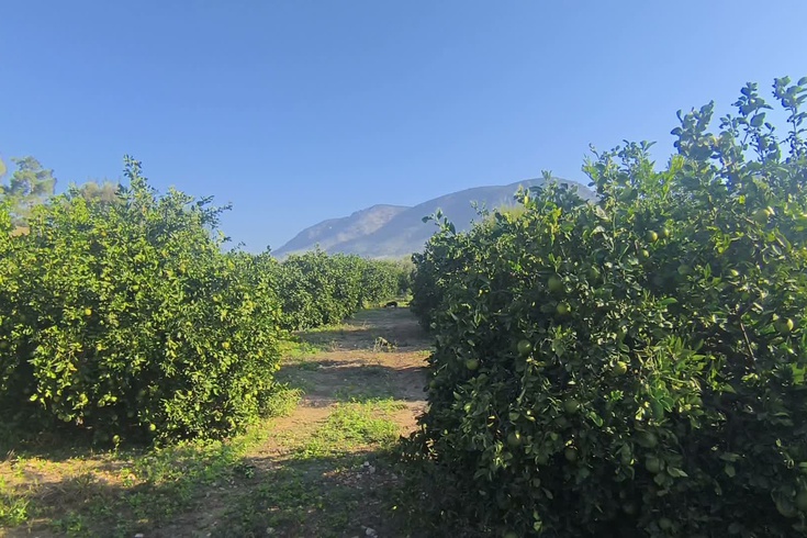 Kozan'da limon fiyatı düşüşü üreticiyi destek bekletiyor