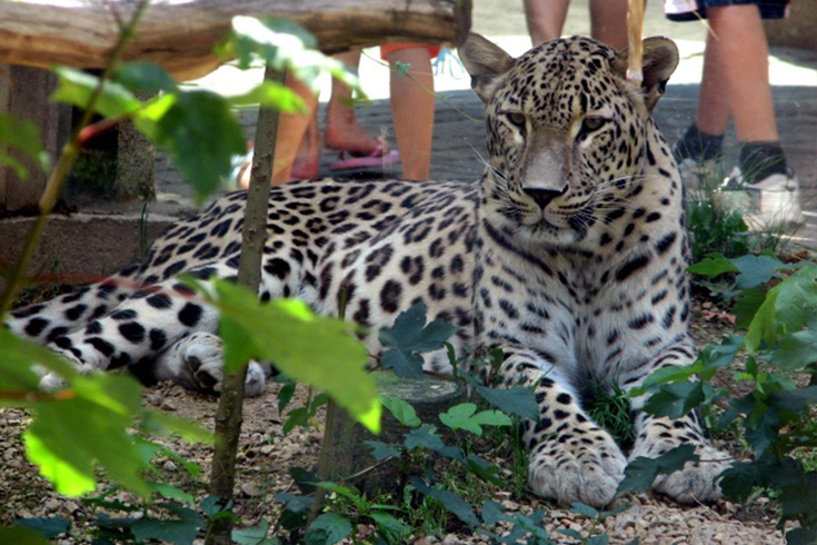 25 yıllık hayvan bakıcısı leoparın saldırısına uğradı! Telsizden yardım çığlıkları yükseldi