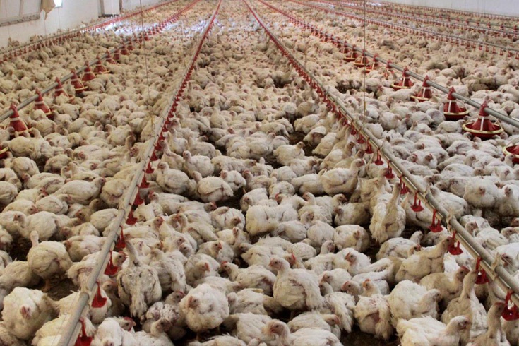 ABD'de kuş gribi alarmı: 1 milyon tavuk itlaf edildi