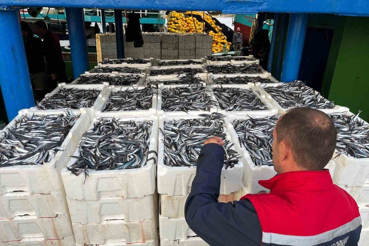 Didim'de hamsi kota denetimi sürüyor