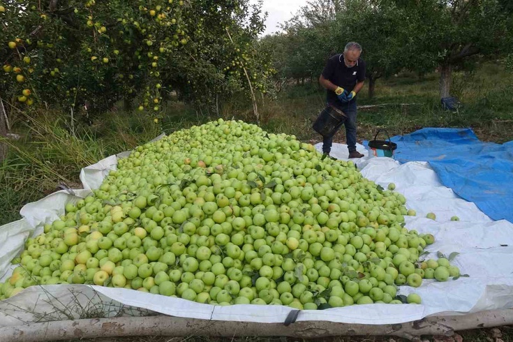 Doğanşehir'de 70 ton elma hasadı