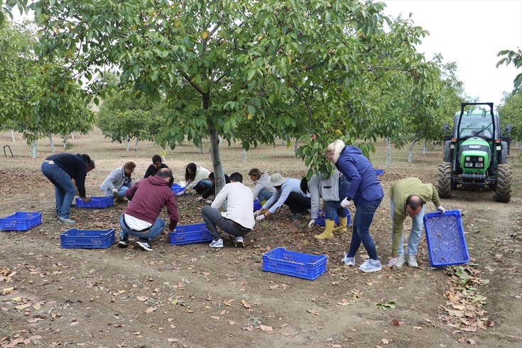 Tekirdağ'da 6,5 ton ceviz hasadı bekleniyor
