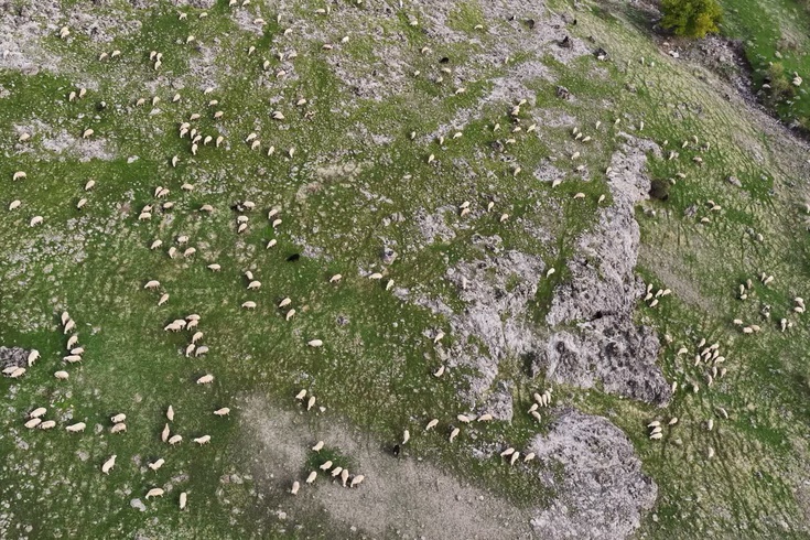 Tunceli'de yüksek yem fiyatı üreticiyi zorladı