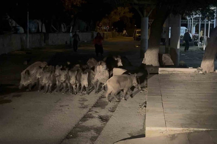 Bodrum Bitez'de yaban domuzu sürüsü pazar yerine dalmaya çalıştı! Esnaf müdahale etti