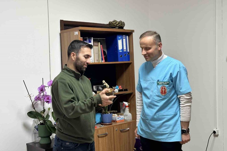 A pear got stuck in a cow's esophagus in Kastamonu! The pregnant animal was saved with a 2-hour surgery in the barn.