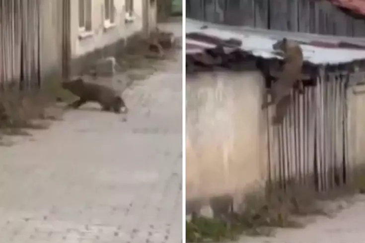 Köpek sesi duyunca ne yapacağını bilemedi! O anlar kameralarda