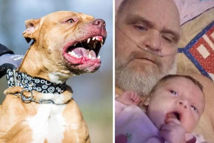 ABD'de 7 pitbull cinsi köpek, dede ve 3 aylık torununu parçalayarak öldürdü
