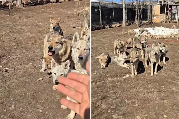 Görüntü Türkiye'den! Videoyu izleyenler olan bitene inanamıyor